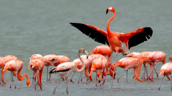 Flamencos rosados