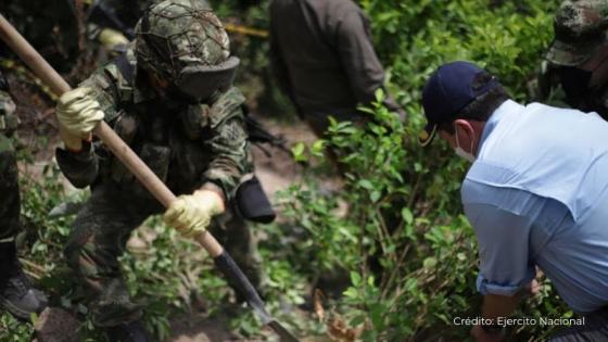 Sustitución de cultivos en Colombia.