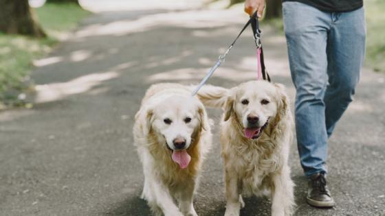 Paseadero de perros. 