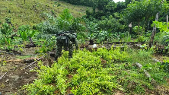 Erradicación de cultivos ilícitos