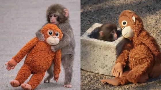 PETA pide trasladar a Punch, el macaco japonés, a un santuario