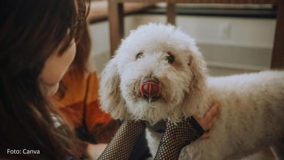 Tener perro en Colombia: obligaciones y multas que todo dueño debe conocer