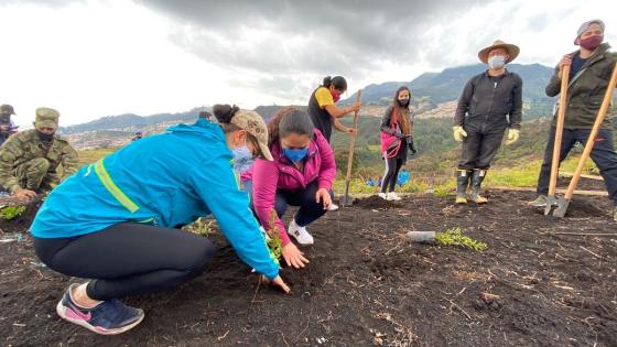 Siembra de árboles en Parque Entrenubes