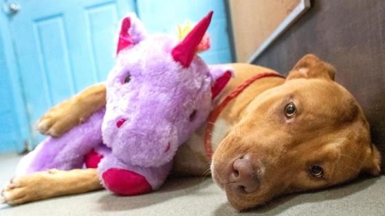 perro perro