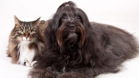 Muda de pelo en perros y gatos Muda de pelo en perros y gatos