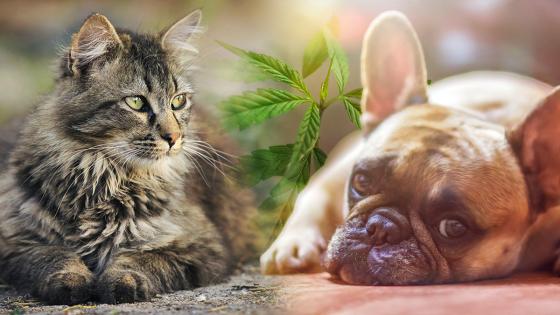 Uso cannábico en mascotas Uso cannábico en mascotas