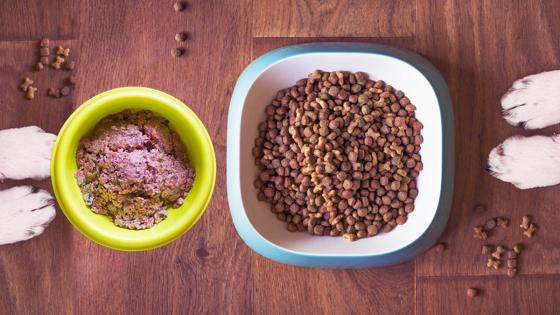 comida-humeda-seca-mascotas comida-humeda-seca-mascotas