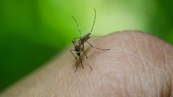 dengue dengue