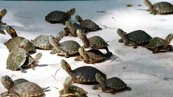Las sanciones por traficar tortugas hicotea en Colombia Las sanciones por traficar tortugas hicotea en Colombia