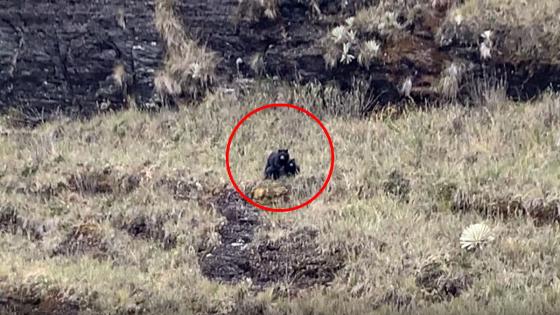 Oso-de-anteojos Oso-de-anteojos