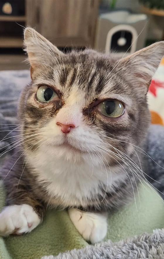 Animales tiernos que sobresalen en Instagram Animales tiernos que sobresalen en Instagram