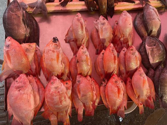 recomendaciones para comprar pescado en Semana Santa recomendaciones para comprar pescado en Semana Santa