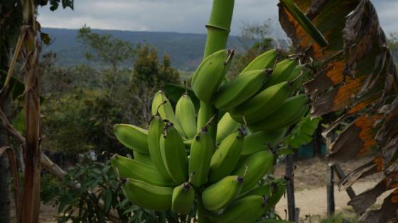 La nueva vida de los excombatientes de las Farc: así conviven en los ETCR La nueva vida de los excombatientes de las Farc: así conviven en los ETCR