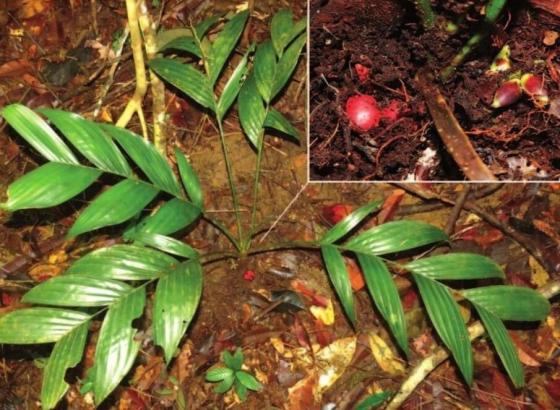 Palmera que fructifica debajo de la tierra