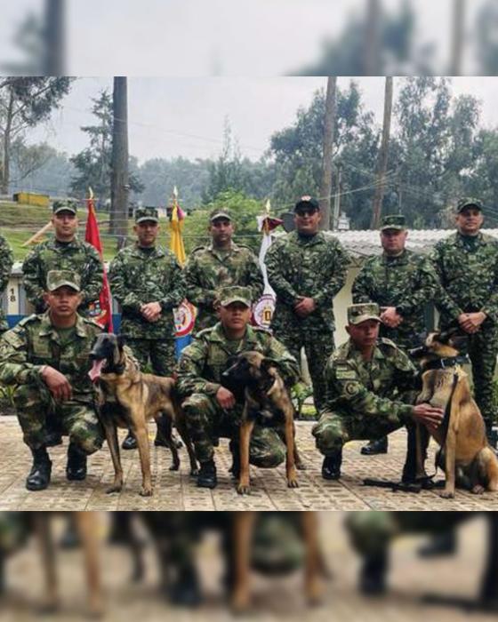 Perro Wilson: Así lucía cuando era cachorro