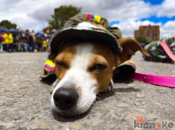 Las mejores imágenes del desfile del 20 de julio en Bogotá Las mejores imágenes del desfile del 20 de julio en Bogotá