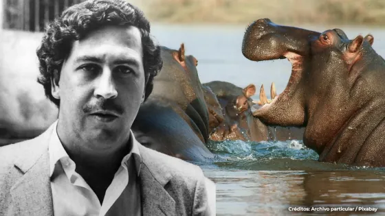 hipopotamos Pablo Escobar Antioquia hipopotamos Pablo Escobar Antioquia