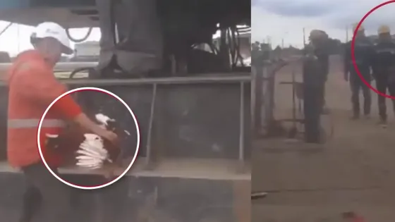 Indignación por presunto sacrificio de gallinas en el Metro de Bogotá Indignación por presunto sacrificio de gallinas en el Metro de Bogotá