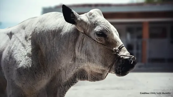 campeón Toro Universidad Nacional