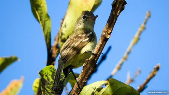 procolombia procolombia