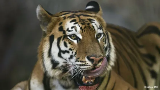 Tigre en vía de extinción Tigres