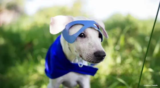 Perro superman Perro