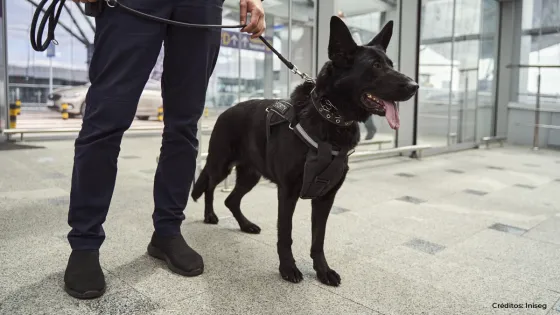 perros de vigilancia perros de vigilancia