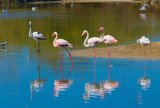 flamencos rosados