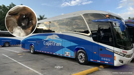 X @Copetranoficial X @Copetranoficial