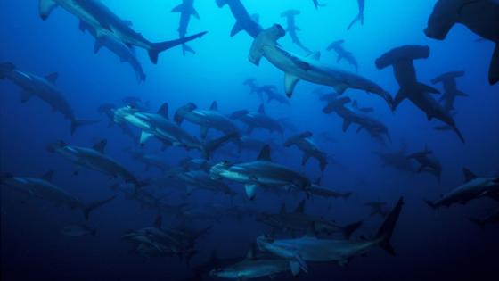 Fundación Malpelo Fundación Malpelo