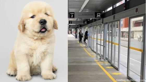 Venta ilegal de cachorros