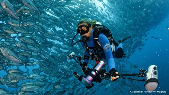 Fundación Malpelo Fundación Malpelo