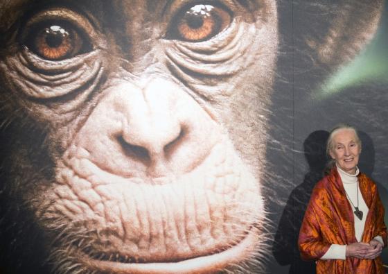 Jane Goodall muerte Jane Goodall