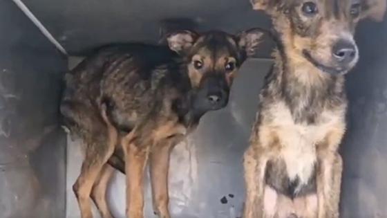 Un operativo en La Peña permitió recuperar 30 animales en grave abandono. 