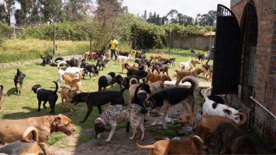 En Arkacan llegan casos de perros agresivos, enfermos y viejos.