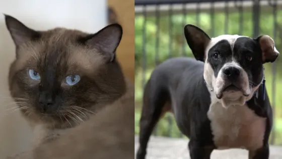 adopción-animales-Cali-2025