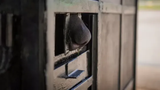 operación-regreso-oso-Tamá