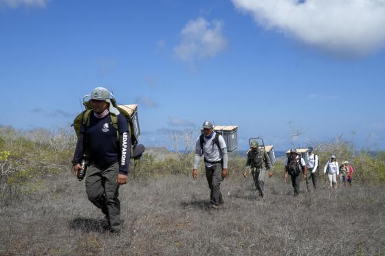 Fotografía cedida por el Ministerio de Ambiente de Ecuador que muestra a guardaparques trasladando tortugas (chelonoidis niger niger) en Galápagos (Ecuador). Floreana, una de las trece islas grandes que componen las Islas Galápagos (Ecuador), vuelve a tener desde este viernes, por primera vez en 180 años, descendientes de su especie autóctona de tortuga gigante caminando en su territorio, tras la liberación de 158 ejemplares criados como parte del programa de conservación y recuperación de esta emblemática.