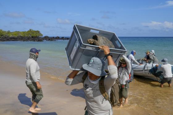 Fotografía cedida por el Ministerio de Ambiente de Ecuador que muestra a guardaparques trasladando tortugas (chelonoidis niger niger) en Galápagos (Ecuador). Floreana, una de las trece islas grandes que componen las Islas Galápagos (Ecuador), vuelve a tener desde este viernes, por primera vez en 180 años, descendientes de su especie autóctona de tortuga gigante caminando en su territorio, tras la liberación de 158 ejemplares criados como parte del programa de conservación y recuperación de esta emblemática 