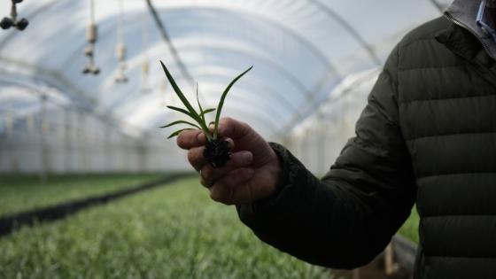 Colombia exportará cerca de 900 millones de flores en San Valentín