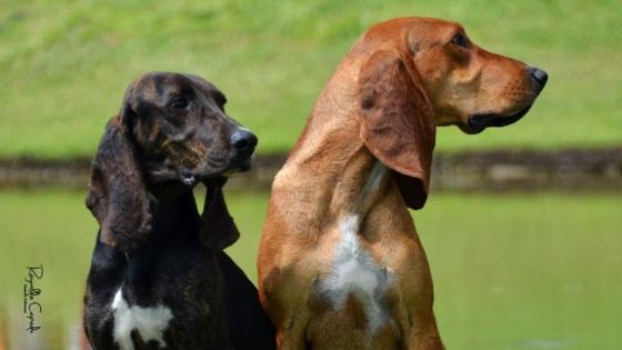 Sabueso Fino Colombiano