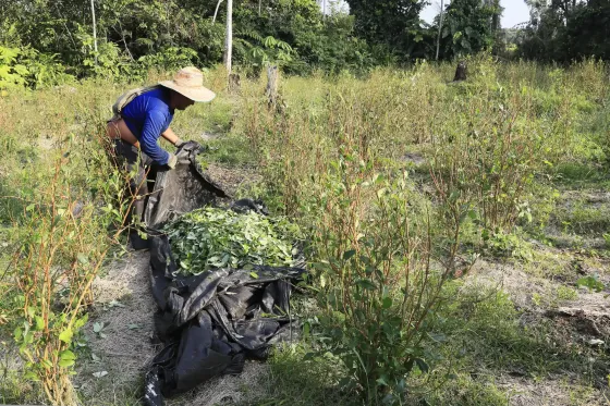 Una persona trabaja en la recolección de hojas de coca este viernes, en el Valle del Guamuez (Colombia). 