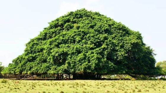 Dónde queda el árbol más grande de Colombia