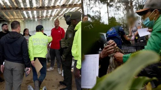 peleas-perros-clandestinas-la Calera