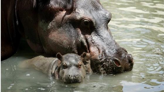 Gobierno anuncia eutanasia para controlar hipopótamos en Colombia