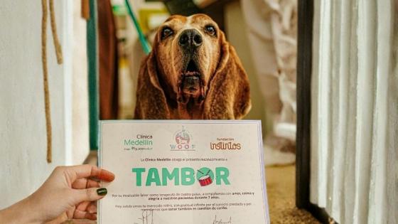 La emotiva historia de Tambor, el perro terapeuta que marcó a la Clínica Medellín
