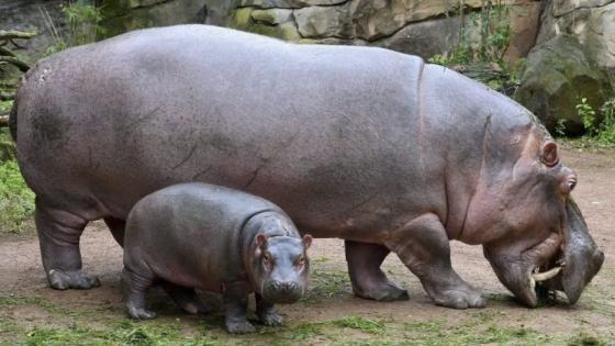 Siete países dijeron “sí” a recibir los hipopótamos y luego se echaron para atrás
