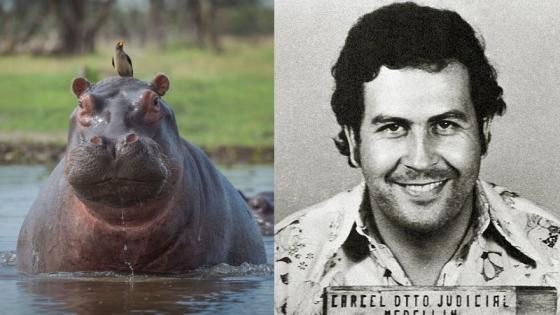 De Pablo Escobar al Magdalena Medio: el origen de los hipopótamos en Colombia