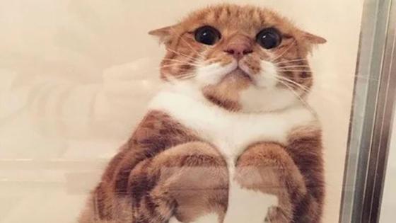 Gatos sobre vidrios: un hilo que enterneció a Twitter