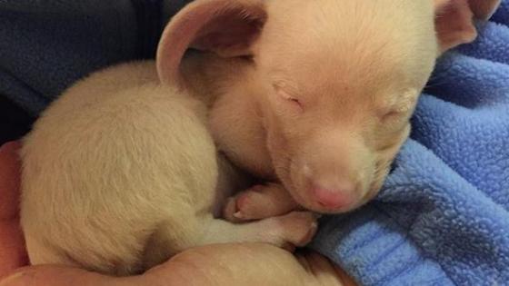 Foto: @pinkpigletpuppy
